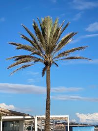 palmera